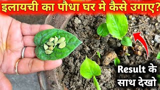 इलायची का पौधा घर मे लगाने का सब से सही तरीका  How to Grow Elaichi At Home  How to Grow Cardamom [upl. by Prichard]