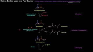 Ketone Bodies Part 3 of 4  Used as a Fuel Source Oxidation of Ketone Bodies [upl. by Enitsed]