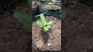 Adenium arabicum  Adenium obesum Adenium plant  shorts shortsfeed [upl. by Gierc]