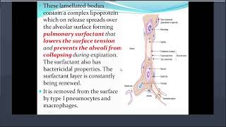 Histology trachea amp lungs [upl. by Dorcy525]