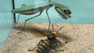 【凶暴】オオカマキリvsオオスズメバチ Praying Mantis vs Giant Hornet【名勝負】【異種格闘技戦】 [upl. by Fujio871]