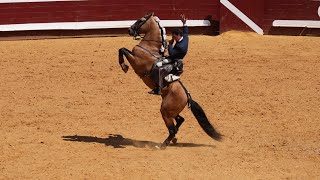 Léa Vicens Andy Cartagena et Duarte Fernandes Paseíllo corrida de rejon à Dax le 15 Août 2023 [upl. by Coumas245]