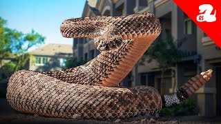 Injured Rattlesnake Draws a Crowd amp Kingsnake Tries to Steal Bird Eggs [upl. by Aivull]