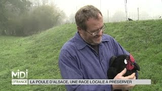 ANIMAUX  La poule dAlsace une race locale à conserver [upl. by Corbett625]