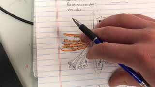 Bronchial Bronchovesicular amp Vesicular Lung Sounds  EMT MADE EASY [upl. by Boote]