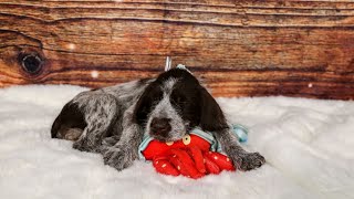 Meet the Wirehaired Pointing Griffon A Loyal amp Intelligent Companion [upl. by Dominique]