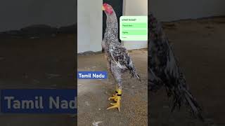 Parrot face Tamil Nadu murga achha walafacebook hen parrot gaming [upl. by Horatio]