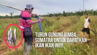 Rela turun gunung rimba sumatra untuk mendapat ikan ikan ini [upl. by Yelyr256]