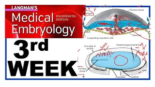 Langman Chapter5  Third Week of Human Development  Embryology  Gastrulation  Dr Asif Lectures [upl. by Addy]