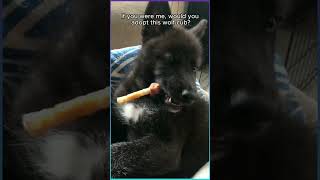 Met a black baby I didnt think it was a wolf and took it home rescue animalrescue animals wolf [upl. by Rivalee825]