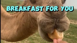 Fil  om zakiya vlogs is live LS FOR WH CAMEL a freindly friend explore satisfying VIRAL [upl. by Eggett]