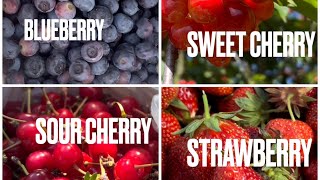 NEW JERSEY  Blairstown  RACE FARM  Picking Blueberries Strawberries and Cherries [upl. by Zurheide]