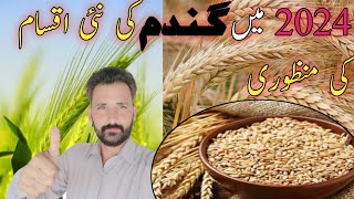 New Wheat varieties approved in 2024  Hussnain official 007 [upl. by Calvano]