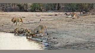 5 Monwana Male Lions seen with Birmingham Breakaway Lioness  Timbavati  30 September 2024 [upl. by Favin]