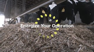 Energize Your Operation with Enogen Silage Benefits [upl. by Enial]