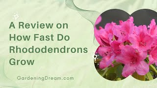 A Review on How Fast Do Rhododendrons Grow [upl. by Venezia]