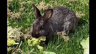 A Rabbit eating lettuce with Free bird playing over it for 9 seconds [upl. by Marita]