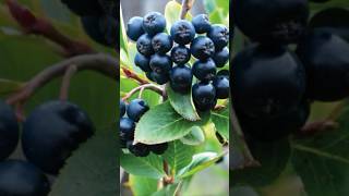 ChokeberriesThe Superfood Packed with Antioxidants shorts nature wildberries superfood asmr [upl. by Rasaec]