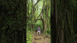 Manoa Falls Trail Oahu Island Honolulu Hawaii manoa oahu hawaii honolulu [upl. by Langbehn]