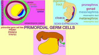 primordial germ cells [upl. by Garwood653]