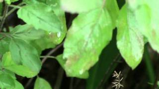 Tulsi Plant  Basil Plant [upl. by Antonin789]