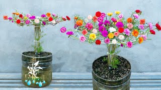 Beautiful umbrellashaped bonsai moss rose pot growing flowers for home decoration [upl. by Divadleahcim]