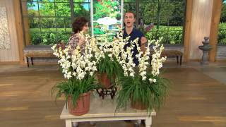 Robertas 6pc Snow White Tuberose Collection with Fertilizer with Rick Domeier [upl. by Esilehs]