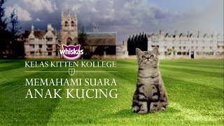 LAGU ANAK ANAK SI MEONG KUCING LUCU MANDI BOLA POPULER [upl. by Eelyrehc353]