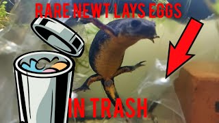 Rare Newt Lays Eggs In Trash [upl. by Aicyla]