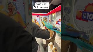 how to breed blue and gold macaws  blue and gold macaw parrot [upl. by Iny]