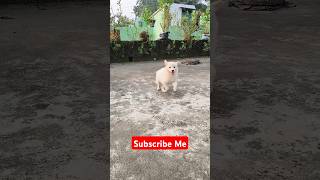 JULIEmyjulie julie dog pets shorts bollywood song music petloverjuli petowner TIYASHX [upl. by Syman657]