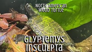 North American Wood Turtles Glyptemys Insculpta [upl. by Hadnama]