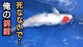 ２年大事に育てた、俺の錦鯉、死なないで… 錦鯉 アクアリウム 金魚 koi [upl. by Silverts]