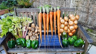 Allotment Update 13  9  23  Giant Carrots Celery Peppers Potatoes amp Stringing Onions [upl. by Irolav]