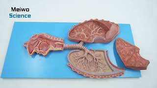 Respiratory System Model [upl. by Aserahs204]