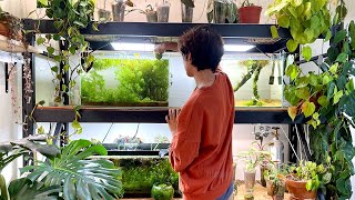 Aquarium Tour 2021  how i plant my aquariums [upl. by Hesoj798]