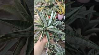 Sansevieria quotPHANPETquot 800 unboxing fantasy fabulous funny fun garden fantastic freefire yt [upl. by Franny605]