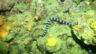 Laticauda colubrina Yellow lipped sea krait [upl. by Upshaw]