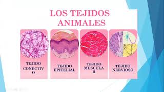 Repaso de Histología vegetal y animal  5to de Secundaria [upl. by Airdnassac884]