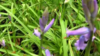 Bluebells on the woodland floor [upl. by Melamed917]