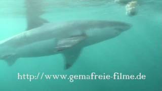 Weisse Haie The great white Shark Sharks greatwhite [upl. by Andrien493]