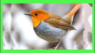 Petirrojo Europeo Canto llamado Sonido Cantando  European Robin Song  Erithacus Rubecula [upl. by Balf160]