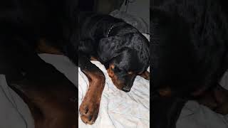 Tyson11mnths Enjoying a peppermintthe chew sounds rottweilerpuppy rottweiler trending funny [upl. by Kev788]