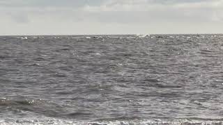 Whale sightings at Pakefield beach in Lowestoft [upl. by Denver]