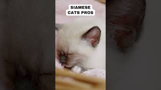 SIAMESE Cat PROS and CONS  Must Watch Before Getting [upl. by Nolra]