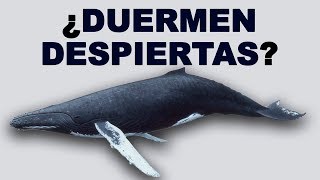 🐋 ¿Cuáles son las CARACTERÍSTICAS de las BALLENAS y Cómo DUERMEN Estos CETÁCEOS  Animales Salvajes [upl. by Klaus]