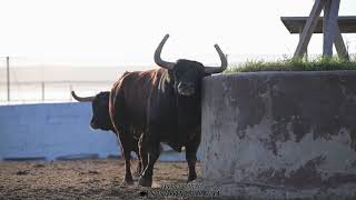 VISITA A LA FINCA EL TRAPIO Moncada Valencia [upl. by Anneirb]