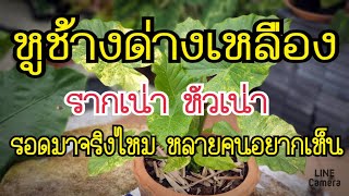 บอนหูช้างด่างเหลือง รากเน่า หัวเน่า รอดจริงไหมหลายคนอยากเห็น  หลงไม้ใบ EP77 [upl. by Ignazio434]