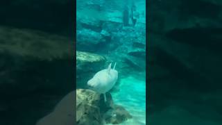 ベルーガ まるで宇宙遊泳 【名古屋港水族館】Beluga Nagoya Aquarium [upl. by Ernesto]