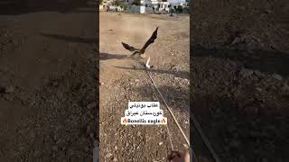 Bonelli’s eagle 🔥 عقاب بونیلي [upl. by Ettenuj721]